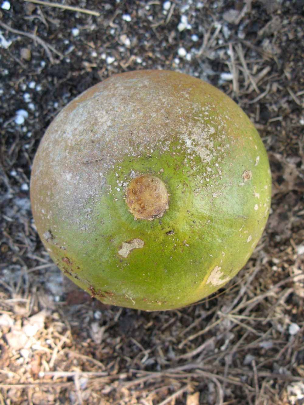              Fruit (Nigerian Powder Flask, Winter Haven, FL)       